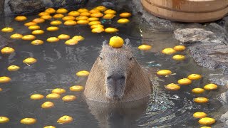 Top 5 capybaras [upl. by Akcirre]