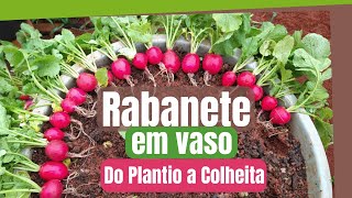 Como Plantar Rabanete em Vasos da germinação a colheita Passo a Passo [upl. by Elvin]