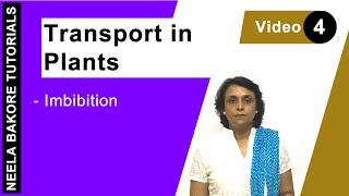 Transport in Plants  NEET  Imbibition  Neela Bakore Tutorials [upl. by Remington]