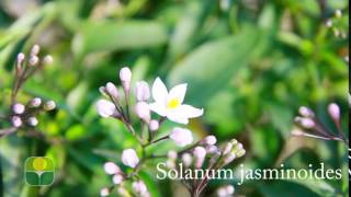 Solanum jasminoides [upl. by Urbannal971]