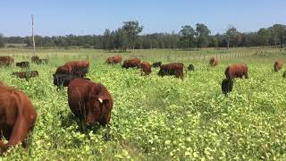 Cow herd grazing direct drilled Forage Soybeans [upl. by Nordek987]