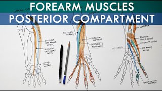 Posterior Extensor Compartment of Forearm  Anatomy Tutorial [upl. by Coreen]