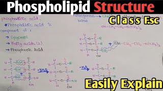 Phospholipid Structure  Phosphotidylcholine  Class 11  UrduHindi [upl. by Aimal450]