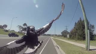 Magpie Attacks Australian Cyclist  Funny Wildlife Moment [upl. by Nollid325]