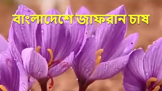 বাংলাদেশে জাফরান চাষ গবেষণা ও সম্ভাবনাSaffron cultivation in Bangladesh [upl. by Annawot]