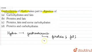 Gastrodermis of Hydra takes part in digestion of  11  ANIMAL KINGDOM  BIOLOGY  ERRORLESS [upl. by Aremat]