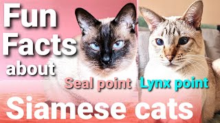 Siamese cats 101  Top 10 Siamese cats facts  Fun facts about Siamese cats amp Lynx point Siamese cat [upl. by Jeffery]