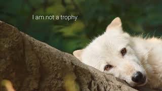 Wolves Are Not Trophies [upl. by Felicio]