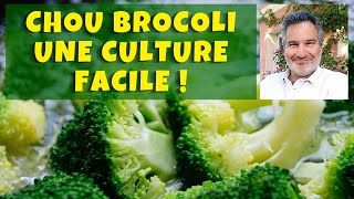 Chou brocoli  un superaliment au jardin potager  🥦🥦🥦 [upl. by Von]