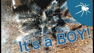 LOVE IS IN THE AIR I have a MALE CURLY HAIR TARANTULA [upl. by Rolanda]