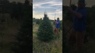 Did you know this is how Christmas trees are trimmed christmastrees maine [upl. by Pacien]