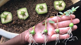 How to grow red roses from flower bud  Easy way grow roses from hips [upl. by Murtagh595]