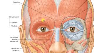 Orbicularis oculi 3 [upl. by Pompea]