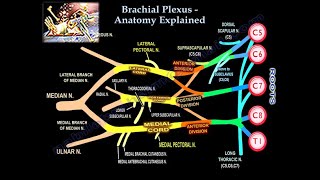 Brachial Plexus Pre and Postganglionic Injury  Everything You Need To Know  Dr Nabil Ebraheim [upl. by Yrallam]