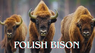 Meet Europes Forgotten Bison Living in a Primeval Paradise [upl. by Ial]