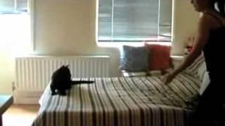 Lustige Katzen Videos zum totlachen 2 [upl. by Myrna886]