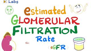 eGFR Estimated Glomerular Filtration Rate  Kidney Function Tests  Inulin amp Creatinine  Lab [upl. by Harias688]