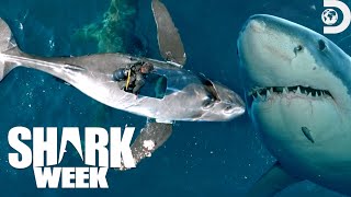 Most Wild Moments from Shark Week Belly of the Beast Feeding Frenzy 2023  Discovery [upl. by Roz]