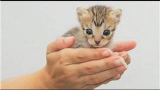 Kitten Care  How to Hold Newborn Kittens [upl. by Lierbag337]