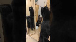 何者だ！？みたいな顔してた猫動画 かわいい猫 保護猫 猫のいる暮らし [upl. by Yahiya]