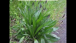 Wild Edibles 16 Narrow Leaf Plantain [upl. by Saltsman332]