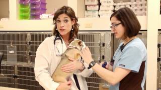 Eastown Vet Clinic  Hospital Tour [upl. by Zach913]