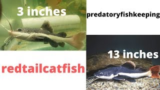 MY RED TAIL CATFISH GROWTH AFTER 6 MONTHS [upl. by Blainey416]