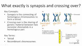 523 Synapsis and Crossing Over [upl. by Carolle]