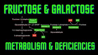 USMLE Step 1 Lesson 60  Fructose and Galactose metabolism and deficiencies [upl. by Mauricio]