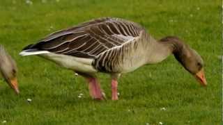 Greylag Geese Anser anser  Graugänse [upl. by Alletniuq]