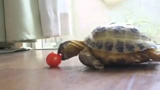 Schildkröte versucht Tomate zu essenlustig [upl. by Anomor549]