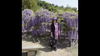 Breathtaking  beautiful Wisteria at Ashikaga Park May 2015 [upl. by Octavie639]