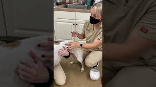 Skill 12 Intramuscular injection canine [upl. by Willmert832]