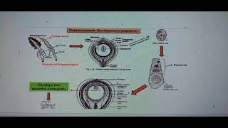 Advance level Biology year 2023 speed revision cycas life cycle [upl. by Quintie8]