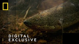 The African Lungfish  National Geographic UK [upl. by Aloivaf]