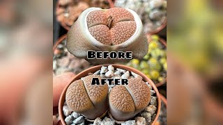 Lithops 2 years growth  before and after  cactus and succulent collection shorts [upl. by Inus38]