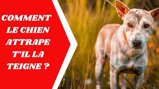 la teigne du chien Comment le chien attrape til la teigne [upl. by Penthea]