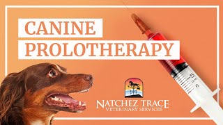 Watch Canine Prolotherapy Procedure  Marc Smith DVM [upl. by Virginie187]