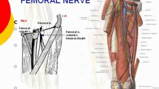 53 L Limb Femoral nerve د أحمد كمال cxt [upl. by Hayilaa915]