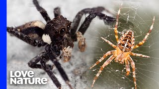 A Portia Jumping Spider Is A Spider’s Worst Nightmare [upl. by Asylla]