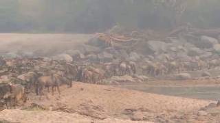 Crocodile attack Tanzania The Great Serengeti Migration [upl. by Siramaj620]