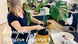 How to plant a Monstera Deliciosa cutting from water to soil  How to plant Monstera cutting [upl. by Eniamsaj]