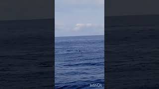 Vlog sortie naturaliste avec les dauphins 🐬🥰😍🇨🇵 croisiere foryou sun boat voyage travel [upl. by Oiceladni]