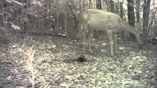 Doe Calls To Fawn Video [upl. by Chase]