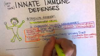 Innate Immunity Part 1 [upl. by Hardie]