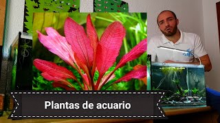 Plantas de acuario de requerimiento medio [upl. by Ffej508]