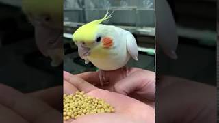 オカメインコ 給餌風景【キラピピ インコ中粒 鳥用総合栄養食 鳥のエサ キョーリン Hikari】 [upl. by Elson]