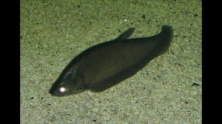 Bronze Featherback knifefish [upl. by Llerrom]