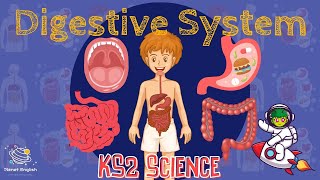 The Digestive System  KS2 Science  STEM and Beyond [upl. by Husha]