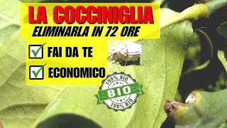 INSETTICIDA PER ELIMINARE LA COCCINIGLIA [upl. by Kornher]